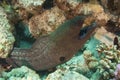 Giant moray eel with a cleaner wrasse Royalty Free Stock Photo