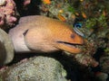 Giant Moray Eel & Cleaner Wrasse Royalty Free Stock Photo