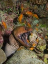 Giant Moray Eel & Cleaner Wrasse Royalty Free Stock Photo