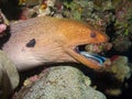 Giant Moray Eel & Cleaner Wrasse Royalty Free Stock Photo