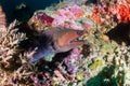 Giant Moray Eel with Cleaner Wrasse on a reef Royalty Free Stock Photo