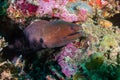 Giant Moray Eel with Cleaner Wrasse on a reef Royalty Free Stock Photo