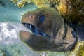 Giant moray eel - close up, Maldives Royalty Free Stock Photo