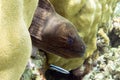 Giant moray eel - close up, Maldives Royalty Free Stock Photo