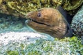 Giant moray eel - close up, Maldives Royalty Free Stock Photo