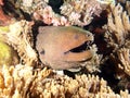 Giant Moray Eel coming out of the corals Royalty Free Stock Photo