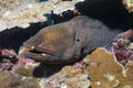 Giant moray eel on the coral reef Royalty Free Stock Photo