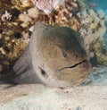 Giant moray eel on a coral reef Royalty Free Stock Photo