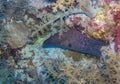 Giant moray eel on a coral reef, Red Sea Royalty Free Stock Photo