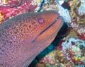 Giant moray eel on a coral reef, Red Sea Royalty Free Stock Photo