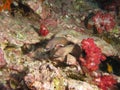 Giant Moray Eel couple