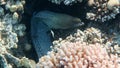 Giant Moray Eel - Gymnothorax javanicus Royalty Free Stock Photo