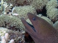 A Giant Moray Eel Gymnothorax javanicus Royalty Free Stock Photo