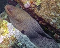 Giant Moray Eel Gymnothorax javanicus Royalty Free Stock Photo
