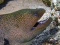 Giant Moray Eel Gymnothorax javanicus Royalty Free Stock Photo