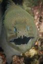 Giant Moray Eel