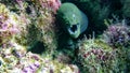 Giant moray eel Gymnothorax javanicus in Maldives. Royalty Free Stock Photo