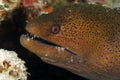 Giant Moray Eel Royalty Free Stock Photo