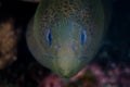 Giant Moray Eel Face in Indonesia