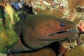 Giant Moray Eel Royalty Free Stock Photo