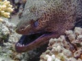 Giant Moray Eel Gymnothorax javanicus Royalty Free Stock Photo