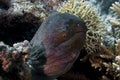 A Giant Moray Eel Gymnothorax javanicus Royalty Free Stock Photo