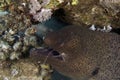 A Giant Moray Eel Gymnothorax javanicus with some discarded fishing line in it`s mouth, in the Red Sea Royalty Free Stock Photo