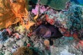 Giant Moray Eel Gymnothorax javanicus on a tropical coral reef Royalty Free Stock Photo