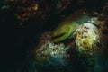 giant moray eel hidding in a coral reef cave Royalty Free Stock Photo