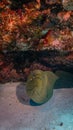 giant moray eel hidding in a coral reef cave Royalty Free Stock Photo