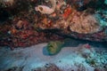 giant moray eel hidding in a coral reef cave Royalty Free Stock Photo