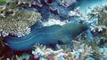 Giant Moray Eel, Maldives Royalty Free Stock Photo