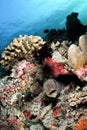 Giant moray eel, Maldives Royalty Free Stock Photo