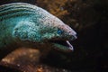 Giant Moray Eel with open mouth Royalty Free Stock Photo