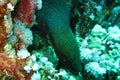 Giant Moray eel ready to free swim. Underwater images of the beautiful super colourful reefs of the Red Sea.