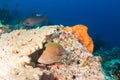 Giant Moray Eel on a reef Royalty Free Stock Photo