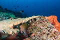 Giant Moray Eel on a reef Royalty Free Stock Photo