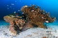 Giant Moray Eel on a tropical coral reef Royalty Free Stock Photo