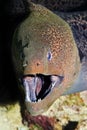 Giant moray Royalty Free Stock Photo