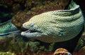 Giant moray looks out from coral reef Royalty Free Stock Photo