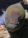 Giant moray eel on the coral reef Royalty Free Stock Photo