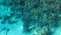 Giant moray swimming at the seabed in the Red sea Egypt with copy space. Ribbon moray eel sea snake preys on the fish inhabitants Royalty Free Stock Photo