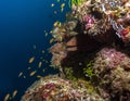 Giant moray (Gymnothorax javanicus), Maldives Royalty Free Stock Photo