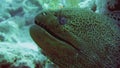 Giant Morey Eel in the Red Sea