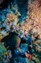 Giant Morey Eel in the Red Sea Royalty Free Stock Photo