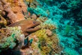 Giant Morey Eel in the Red Sea