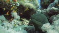 Giant Morey Eel in the Red Sea