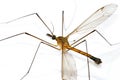 Giant Mosquito