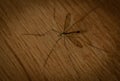 Giant mosquito Royalty Free Stock Photo