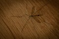 Giant mosquito